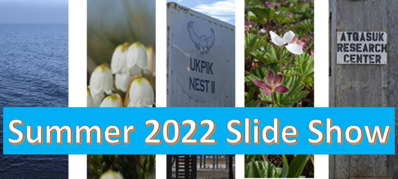 A banner of Justin's photos from summer of 2022. The arctic ocean, cassiope, ATQ research center, cloudberries, and the nest